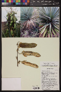 Yucca x schottii image