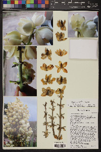 Yucca x schottii image