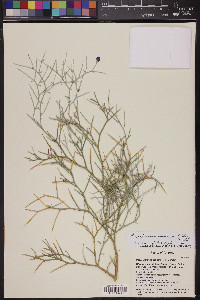 Psorothamnus spinosus image