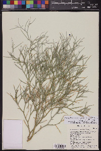 Psorothamnus spinosus image