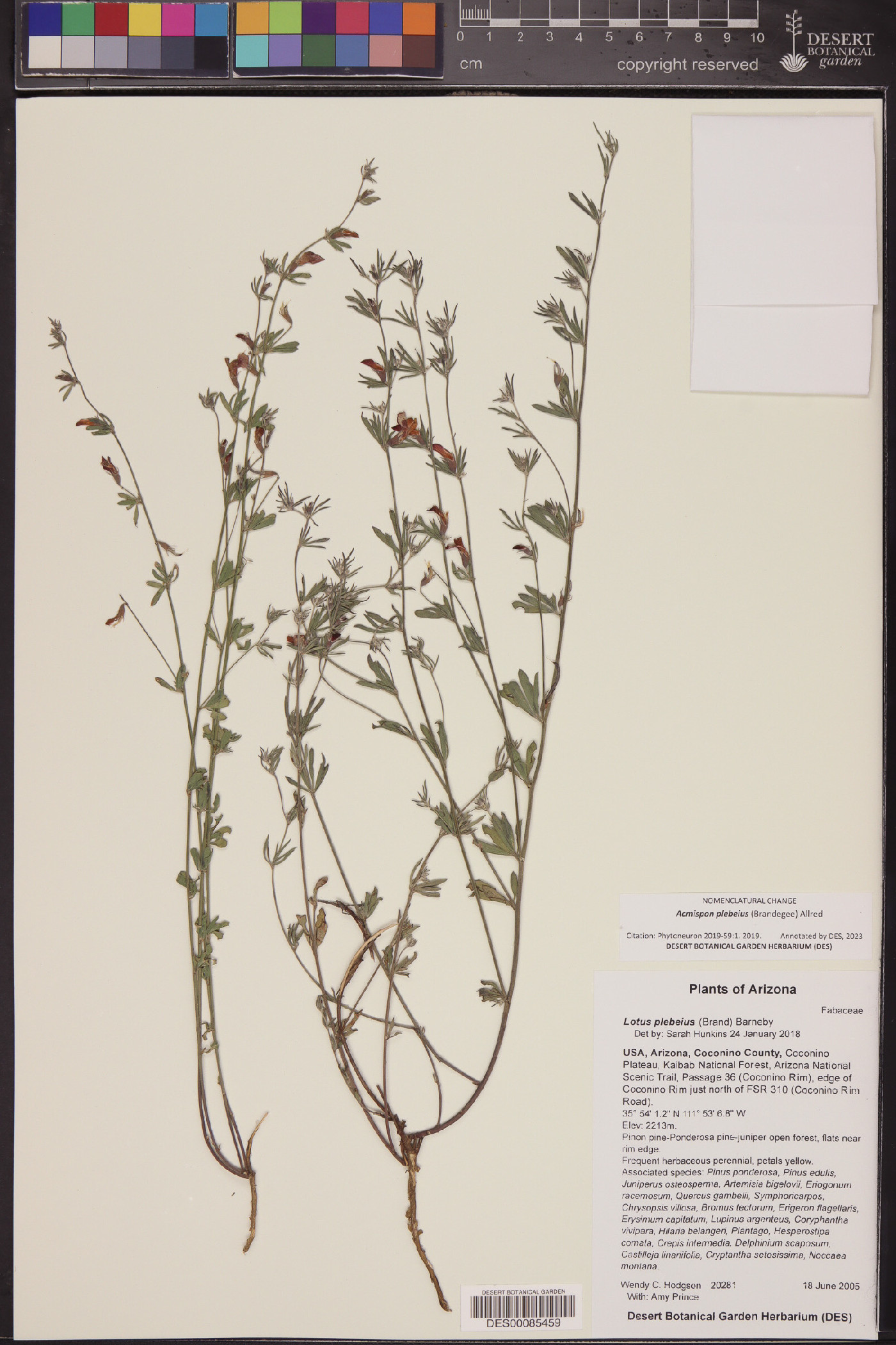 Acmispon plebeius image