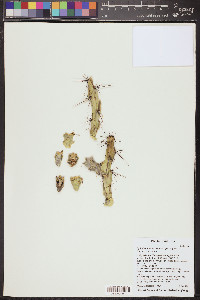 Cylindropuntia acanthocarpa image