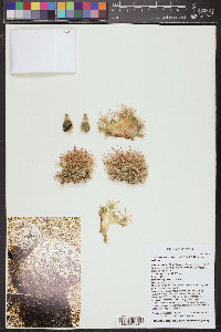 Coryphantha vivipara var. vivipara image