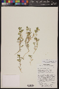 Acmispon maritimus var. brevivexillus image