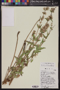 Brickellia amplexicaulis image