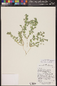 Acmispon brachycarpus image