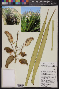 Yucca x schottii image