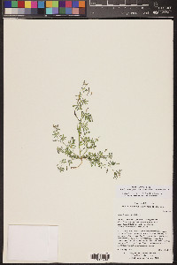 Acmispon strigosus image