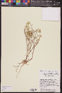 Chorizanthe brevicornu image