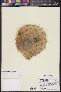 Opuntia chlorotica image