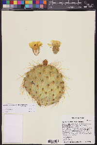 Opuntia chlorotica image