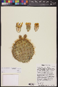 Opuntia chlorotica image