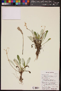 Primula specuicola image