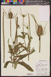 Dipsacus fullonum image