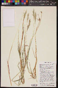 Bothriochloa laguroides image