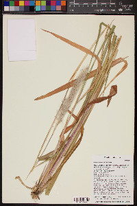 Imperata brevifolia image