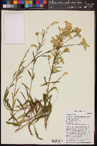 Solidago velutina image