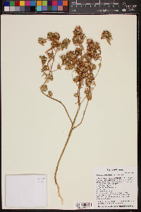 Collomia grandiflora image