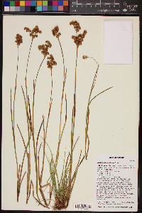 Juncus ensifolius var. montanus image