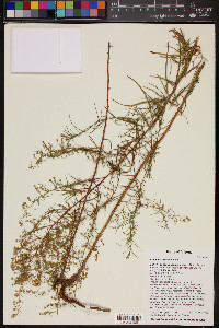 Artemisia dracunculus image