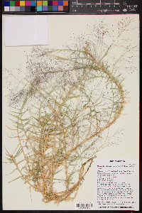 Muhlenbergia asperifolia image