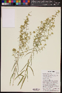 Brickellia longifolia image