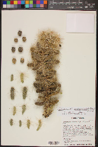 Cylindropuntia multigeniculata image