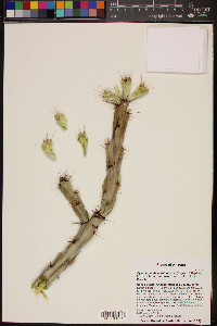 Cylindropuntia acanthocarpa var. thornberi image