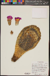 Opuntia basilaris image