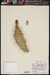 Opuntia polyacantha var. erinacea image