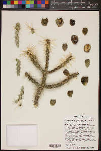 Cylindropuntia whipplei var. whipplei image