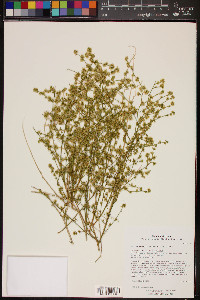 Ambrosia salsola image