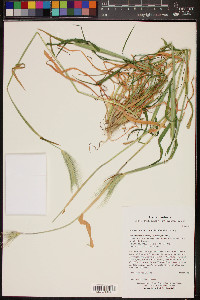 Hordeum murinum subsp. leporinum image