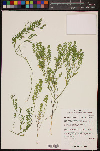 Lepidium lasiocarpum image