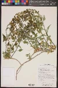 Ambrosia deltoidea image