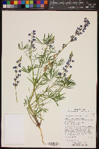 Lupinus sparsiflorus subsp. mohavensis image