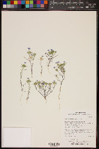 Eriastrum eremicum image