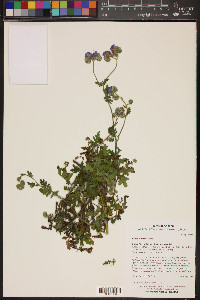 Phacelia distans image