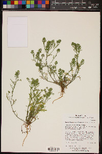 Lepidium lasiocarpum var. lasiocarpum image