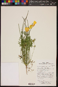 Eschscholzia californica image