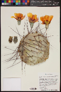 Opuntia azurea image