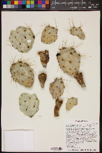 Opuntia engelmannii var. lindheimeri image