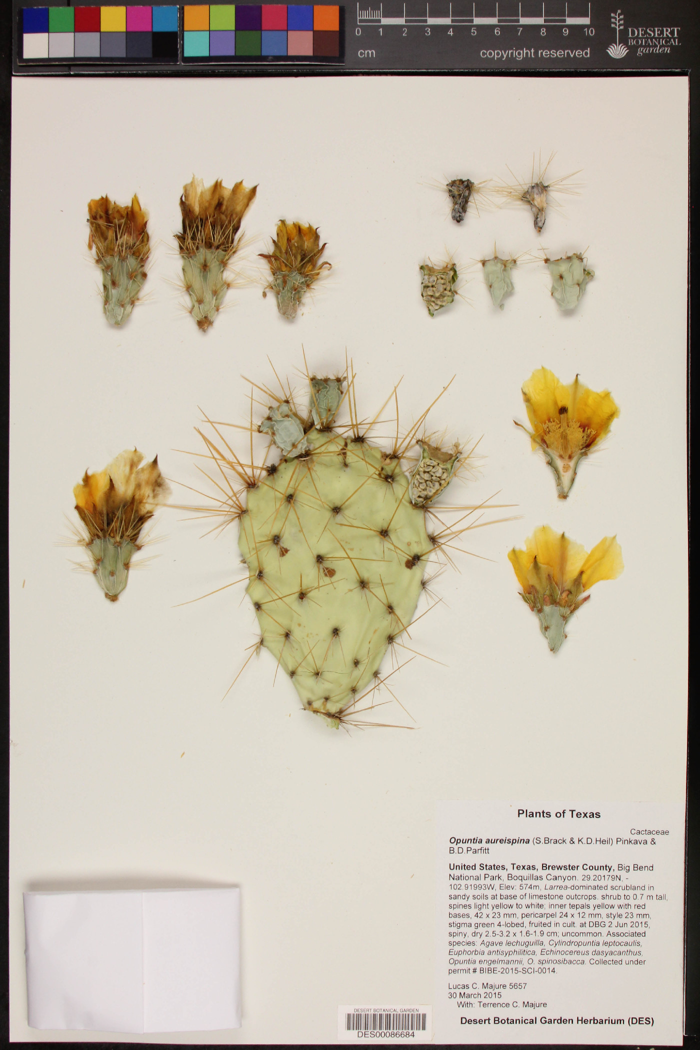 Opuntia aureispina image