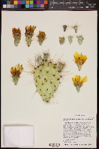 Opuntia aureispina image