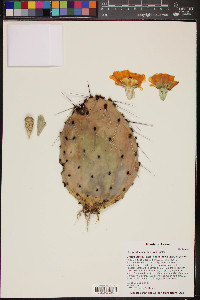 Opuntia macrocentra image