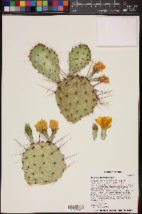 Opuntia macrorhiza image