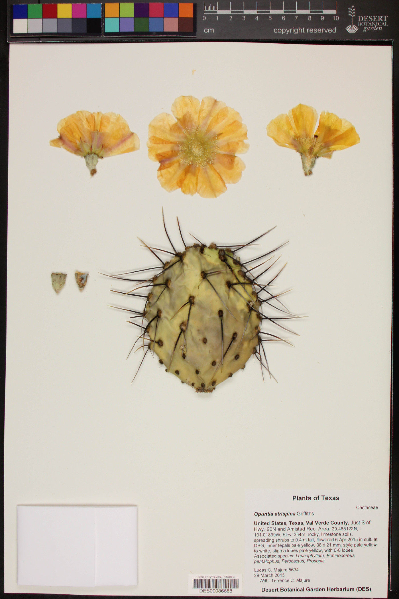 Opuntia atrispina image