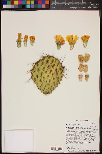 Opuntia strigil image