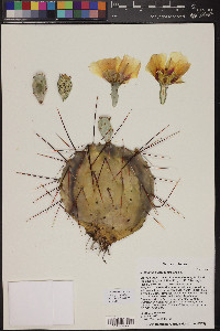 Opuntia macrocentra image