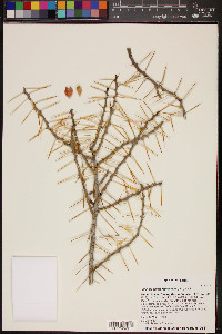 Cylindropuntia leptocaulis image